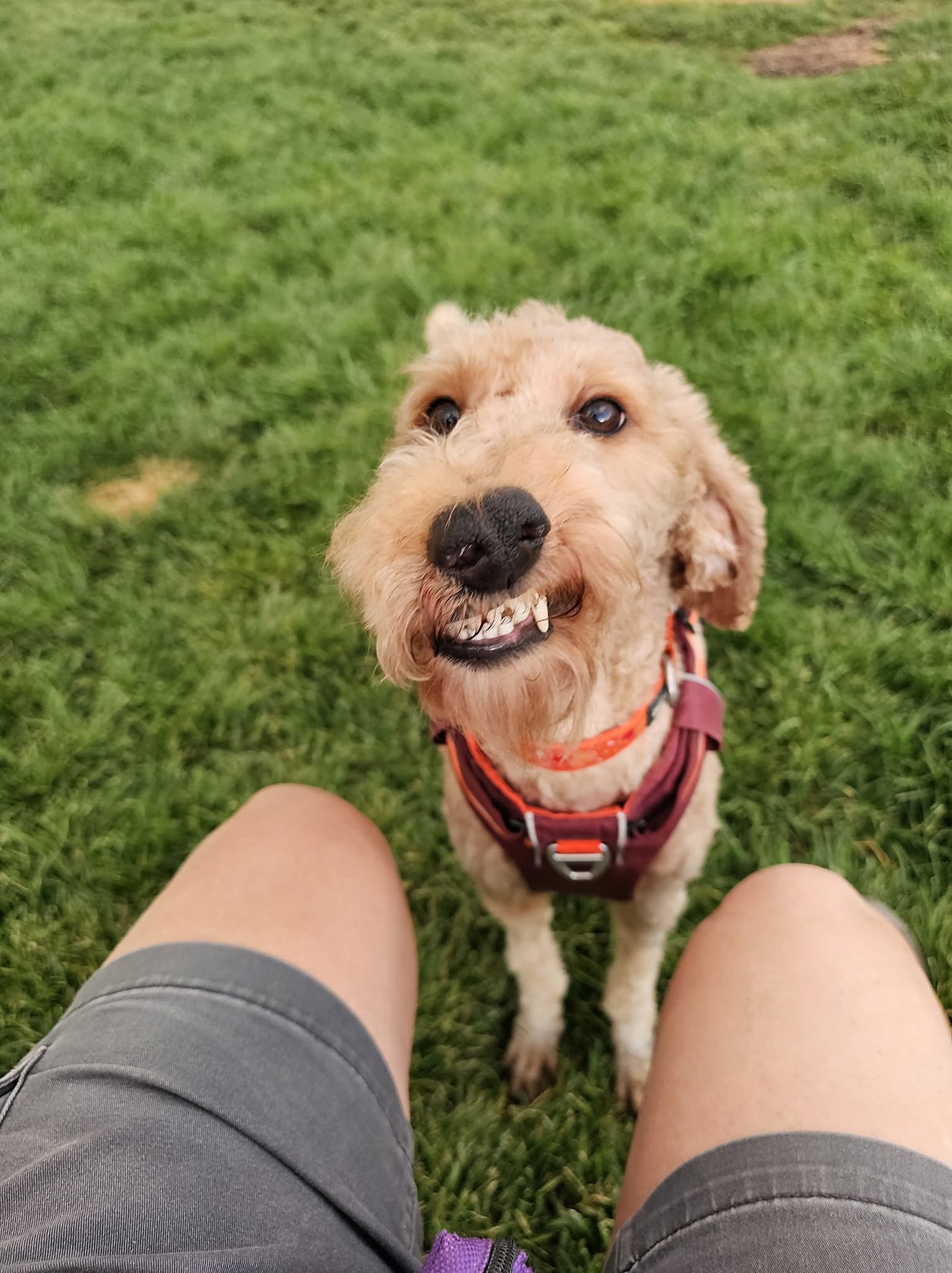 A rescued doodle looks up, smiling, at the veteran walking him in a park.