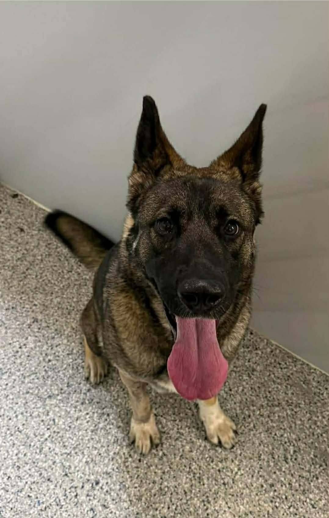 A shepherd mix sits at attention in the shelter, ears up, waiting.