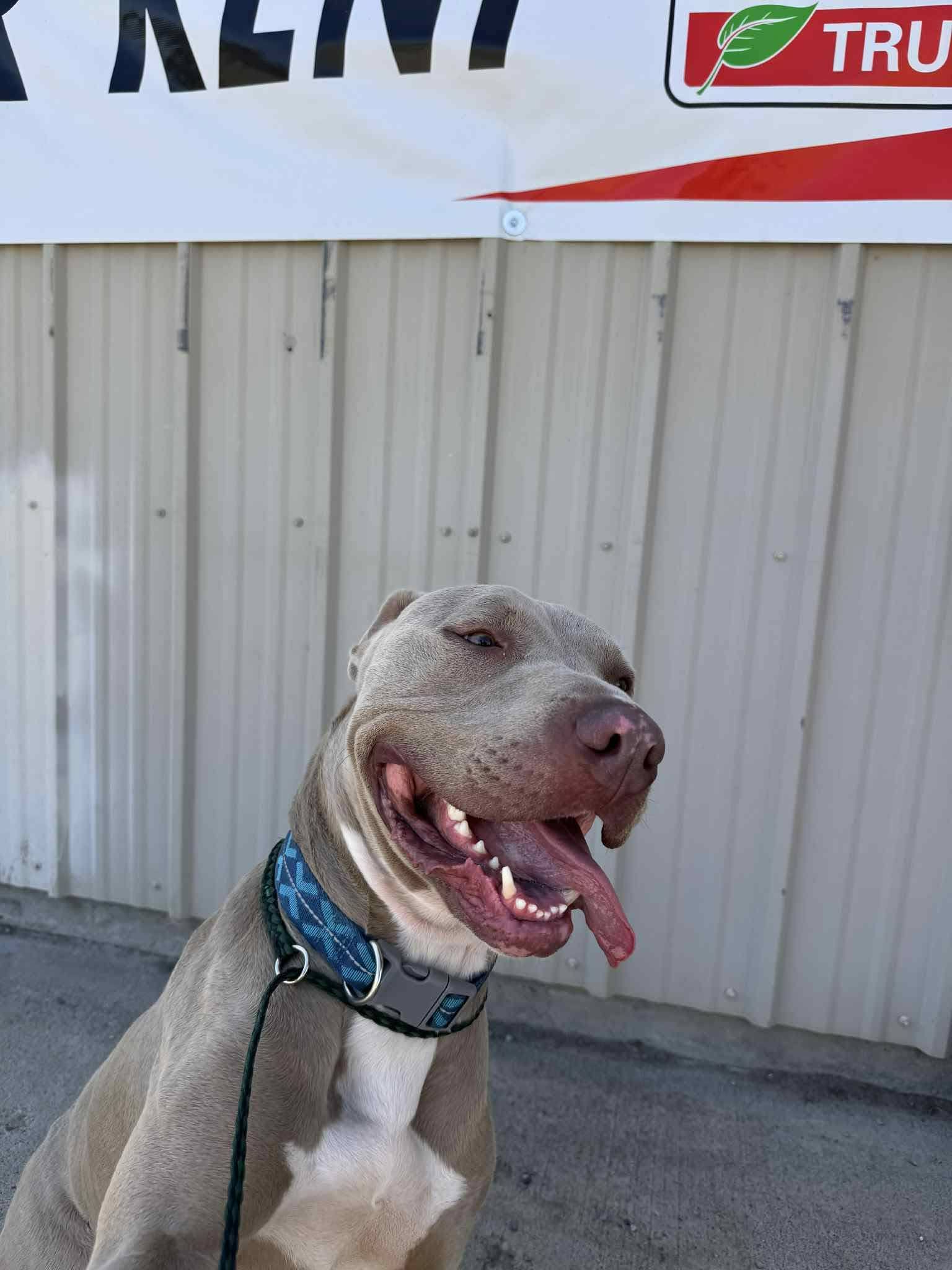 A silver rescue dog grins at the camera on a sunny day.