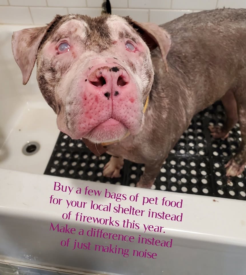A frightened senior rescue dog on the day it arrived.