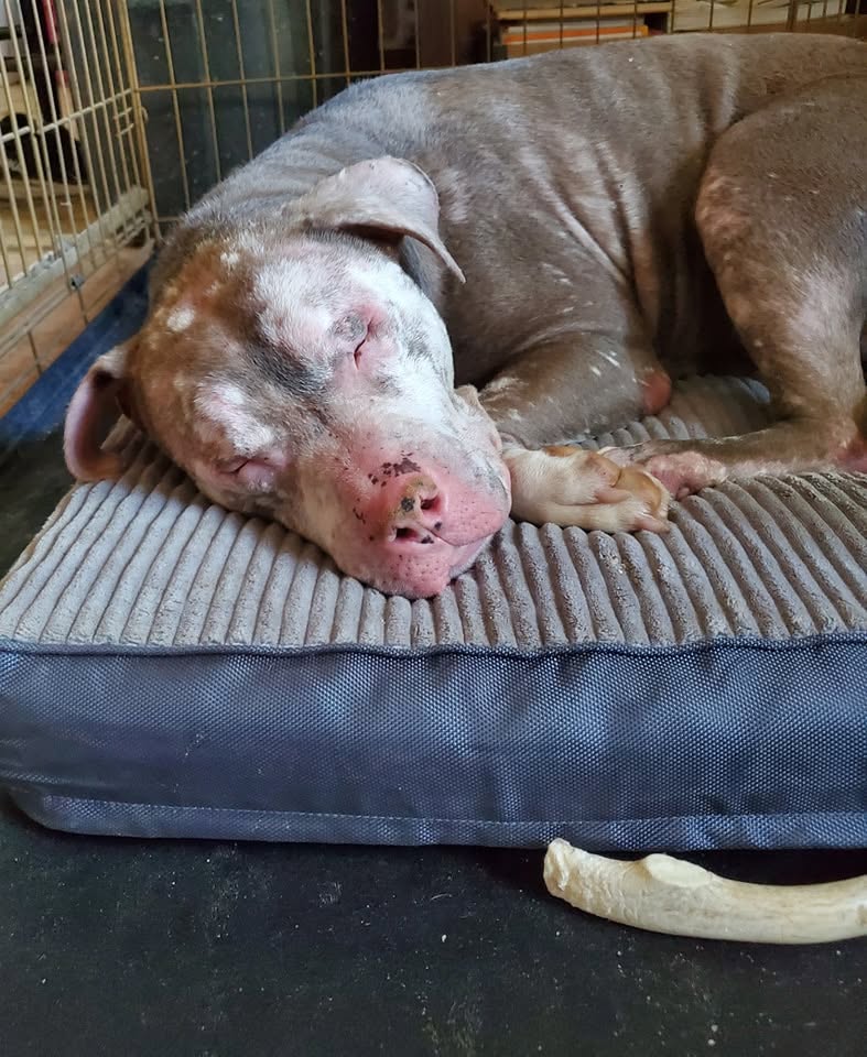 A rescued senior dog sleeps peacefully on a cushioned bed.